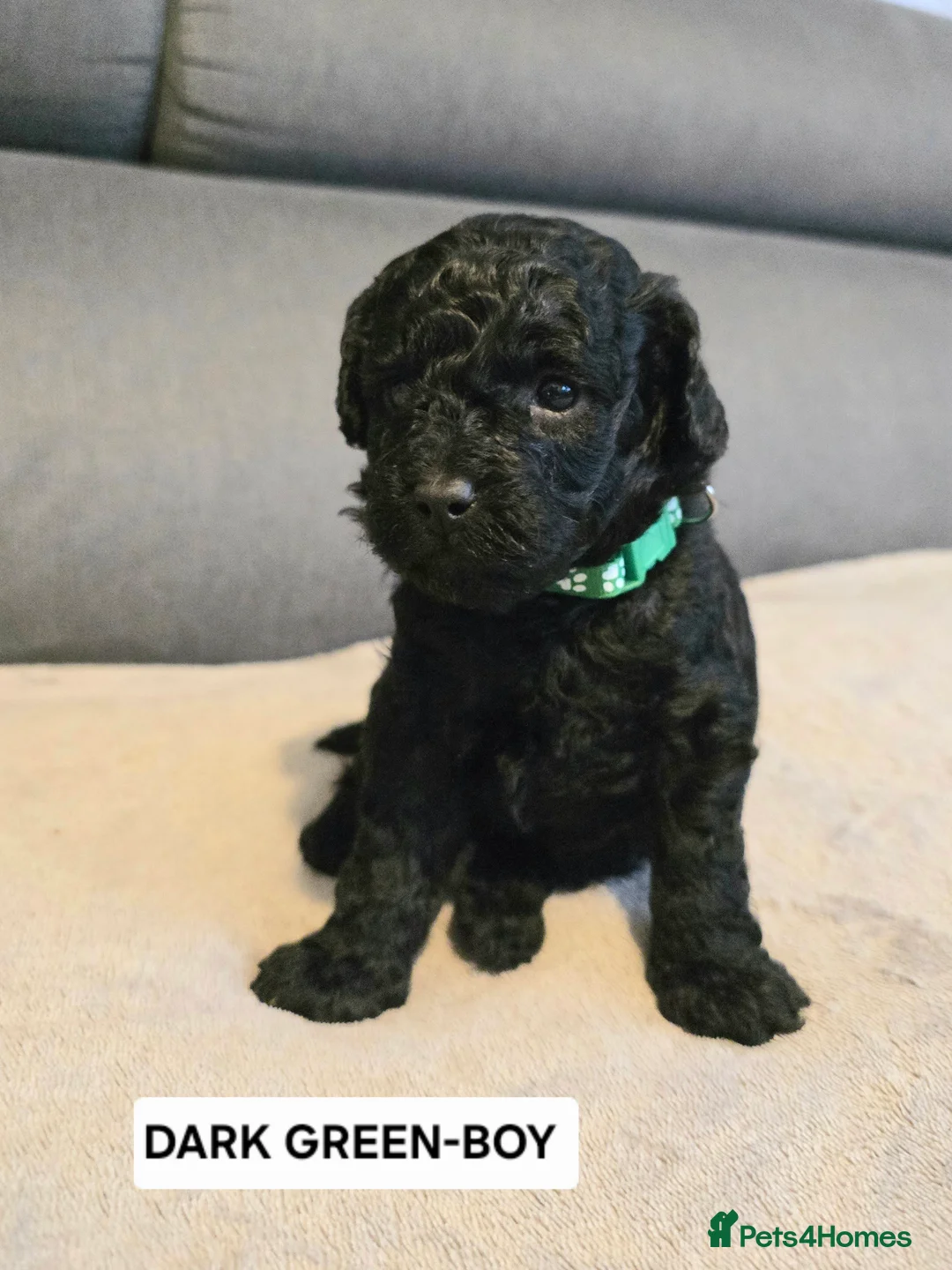 Toy Poodle dogs for sale: BEAUTIFULL BLACK TOY POODLES  - Advert 33