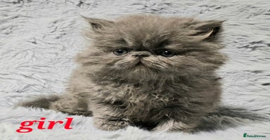 Persian cats - Advert 5