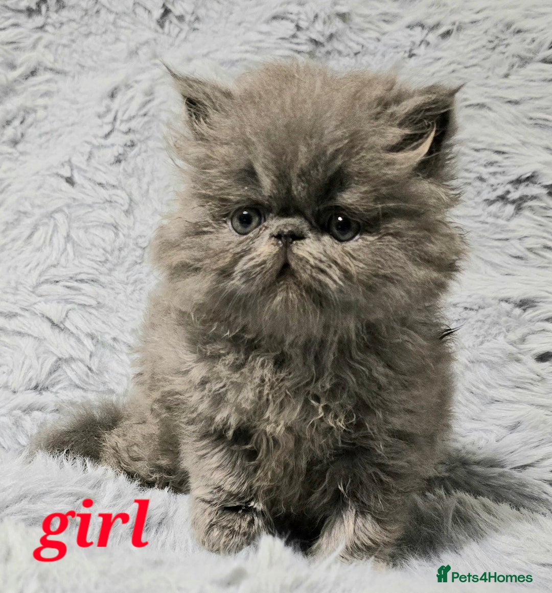 Persian cats for sale: GCCF REGISTERED KITTENS CHAMPION LINES - Image 4