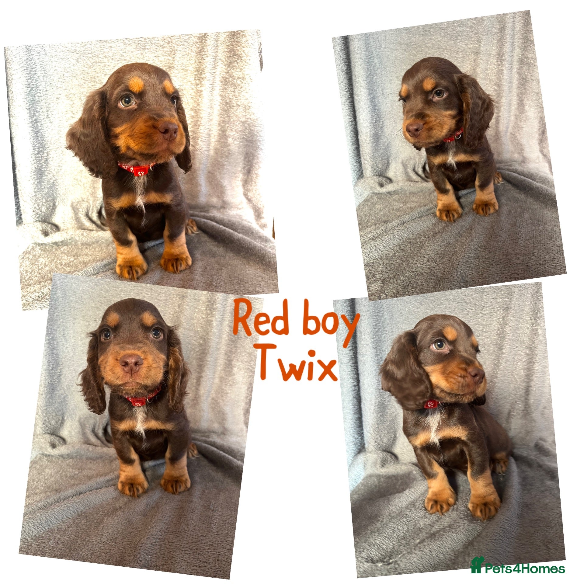 Cocker Spaniel dogs Cocker spaniel puppies  - Advert 6