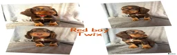 Cocker Spaniel dogs for sale: Cocker spaniel puppies  - Advert 1