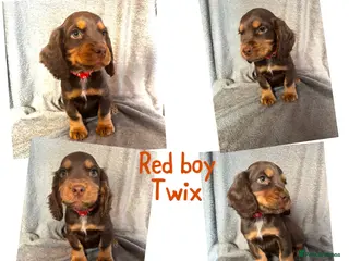 Cocker Spaniel dogs Cocker spaniel puppies - Advert 6