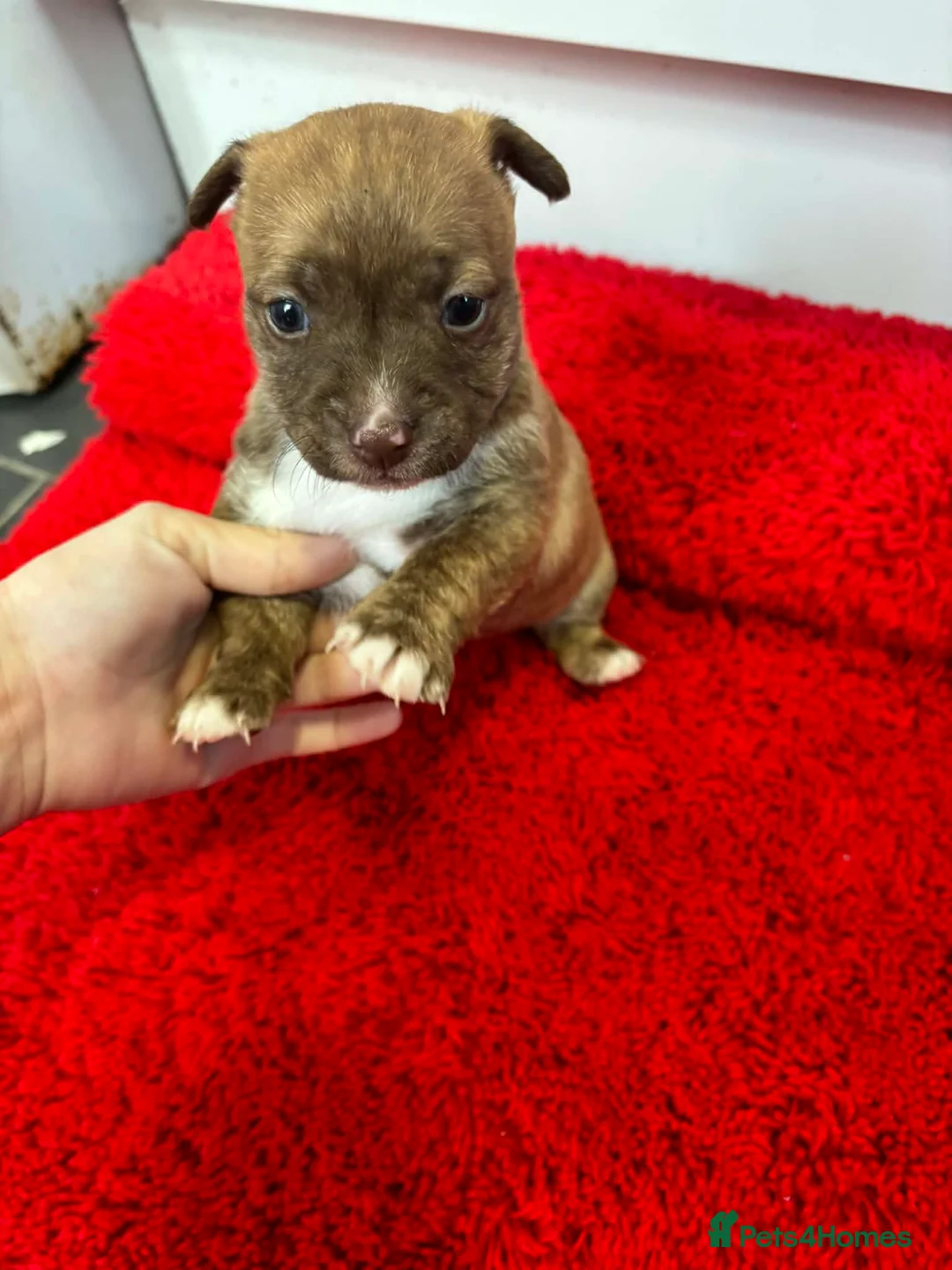 Jack Russell dogs for sale: Jack Russel pups  - Advert 1