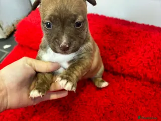 Jack Russell dogs Jack Russel pups - Advert 1