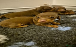 Miniature Dachshund dogs for sale: Outstanding miniature dachshund babies  - Image 3