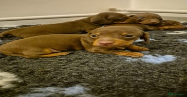 Miniature Dachshund dogs - Advert 5