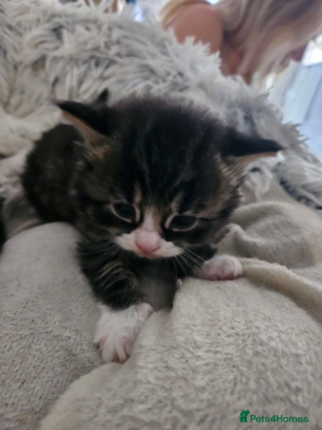 British Longhair cats for sale: Longhaired grey and black kittens, 2 ready now - Image 15