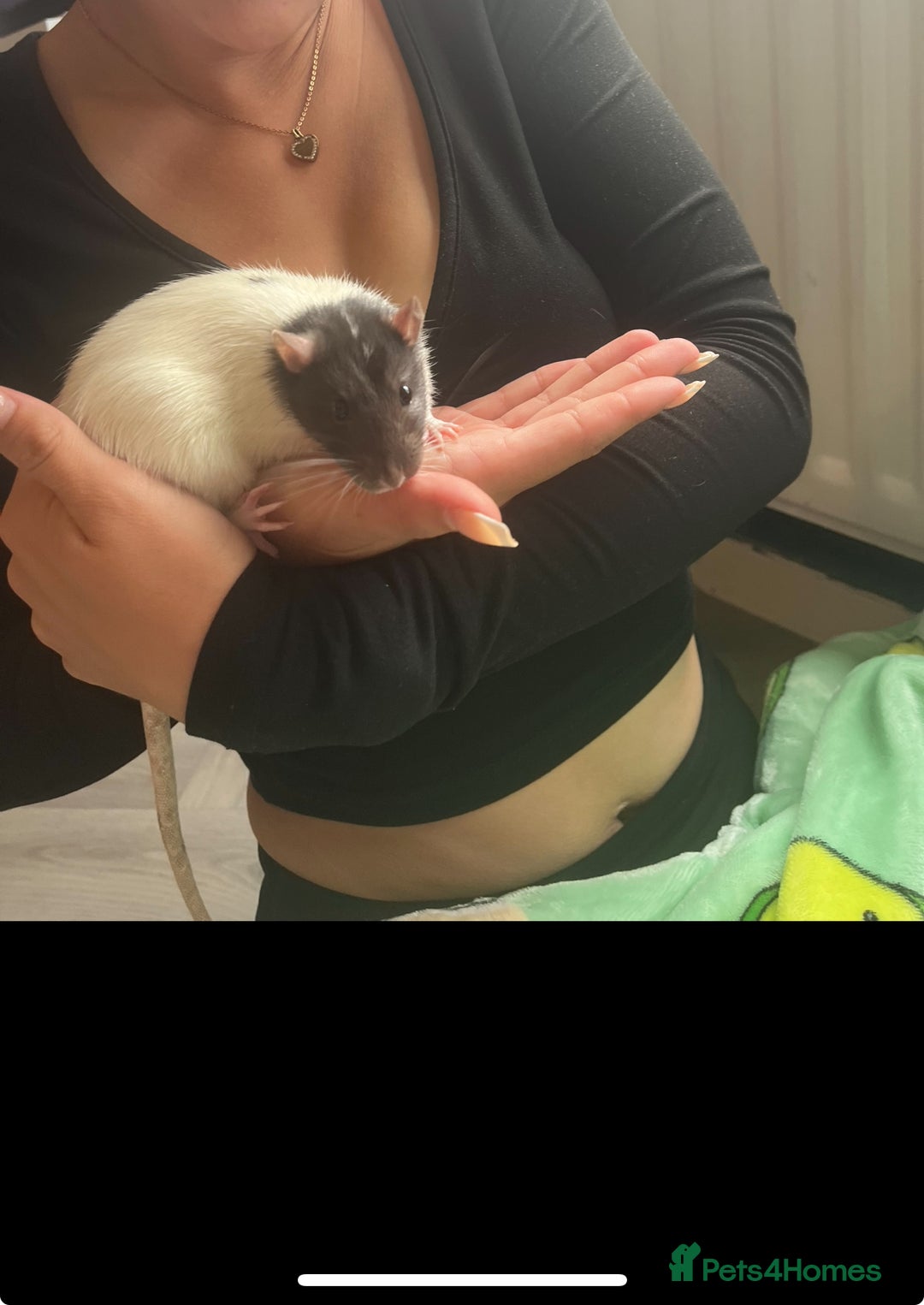Rat rodents for sale: 2 male rats, friendly.  - Image 1