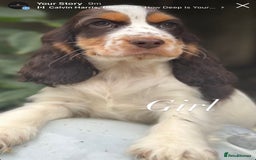 Cocker Spaniel dogs for sale: Stunning cocker spaniel puppies  - Image 5