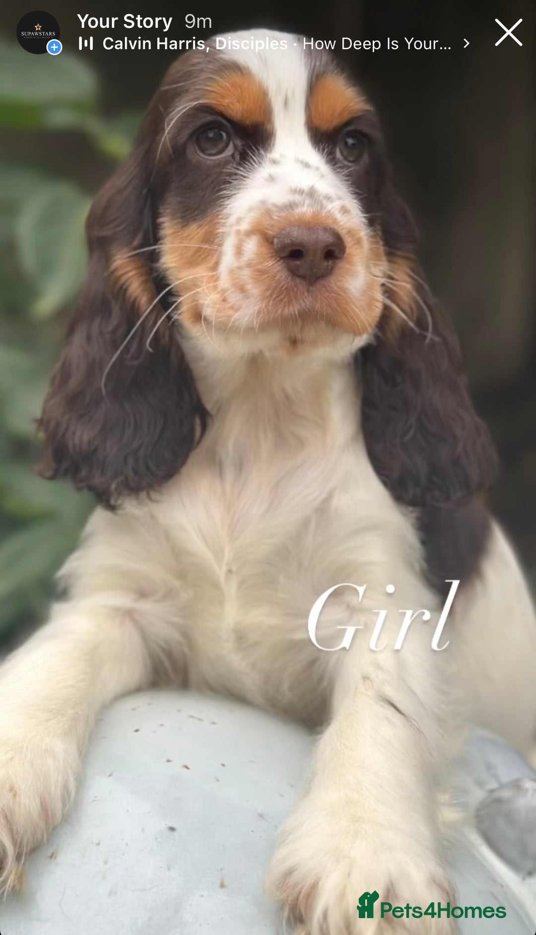 Cocker Spaniel dogs for sale: Stunning cocker spaniel puppies  - Image 5