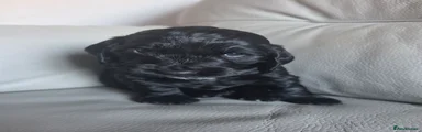 Cocker Spaniel 1
