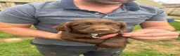 Mixed Breed dogs for sale: Sprollie/cocker  - Advert 4