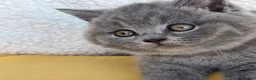 British Shorthair cats for sale: BEAUTIFUL BRITISH SHORTHAIR KITTENS  - Advert 19