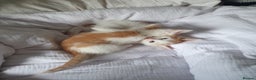 Mixed Breed cats for sale: Playful Ginger & White Kittens  - Advert 8