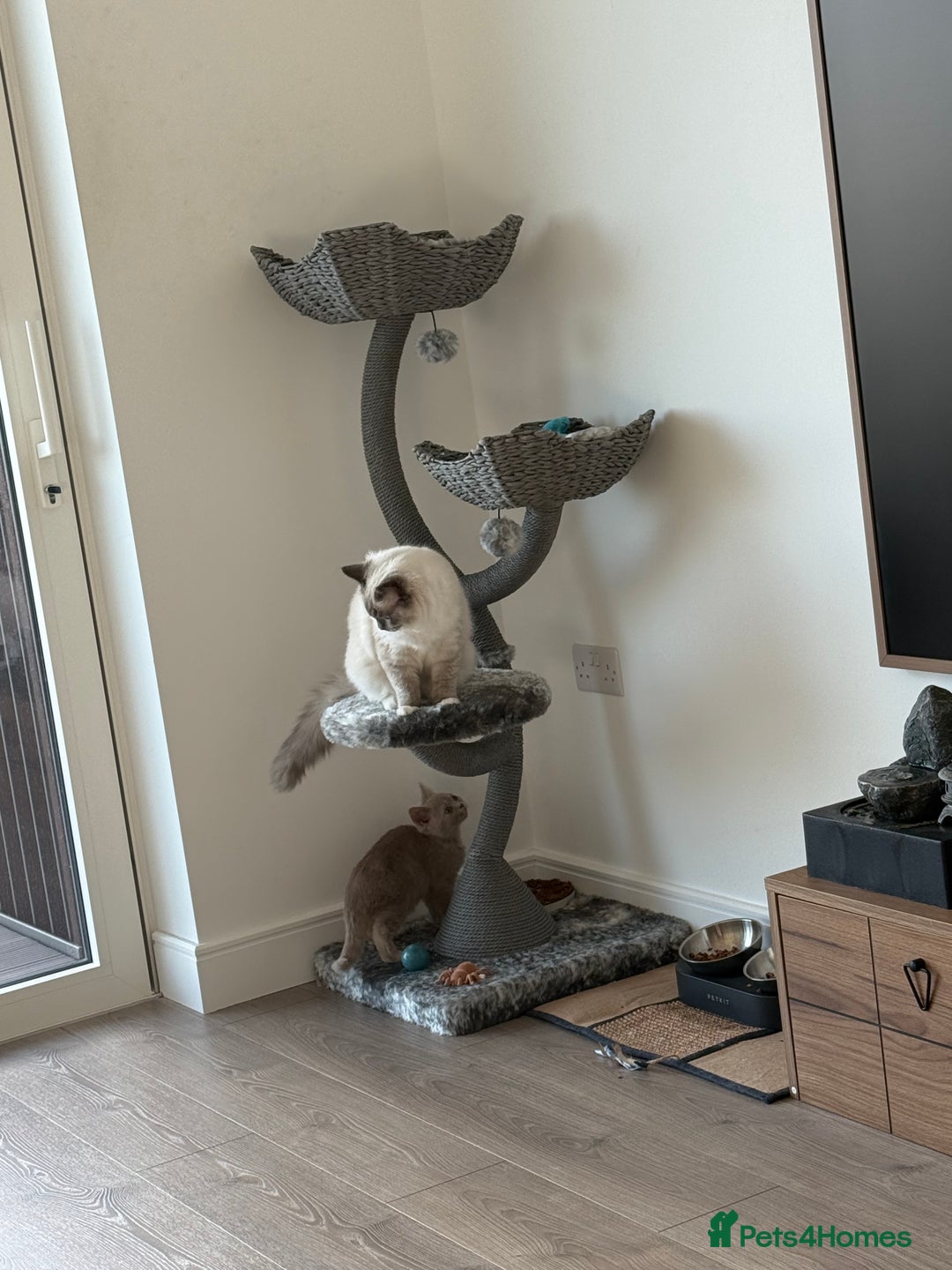 Ragdoll cats for sale: Beautiful Blue point mitted Ragdoll  - Advert 7