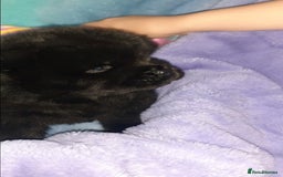 Chow Chow dogs for sale:  KC registered Chow Chow puppies for sale.🤗 - Image 28
