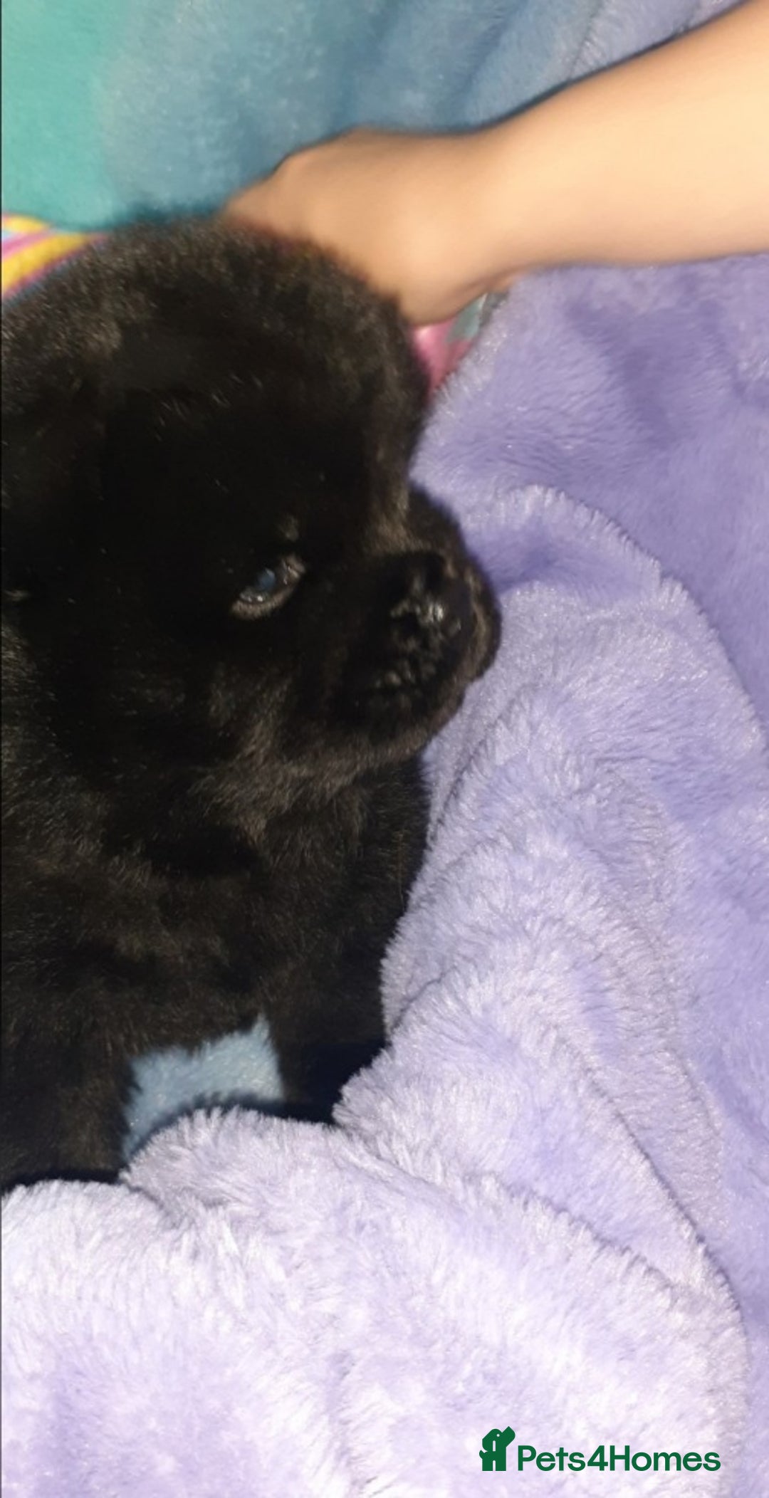 Chow Chow dogs for sale:  KC registered Chow Chow puppies for sale.🤗 - Image 28