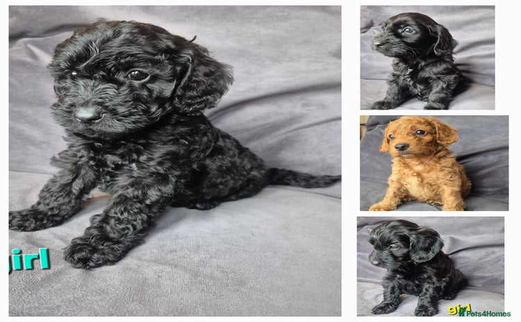 Cockapoo dogs - Advert 2