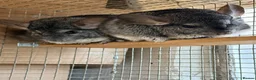 Chinchilla rodents for sale: 3 Male Chinchillas Looking for a Loving Home 🐾 in Romford - Advert 2