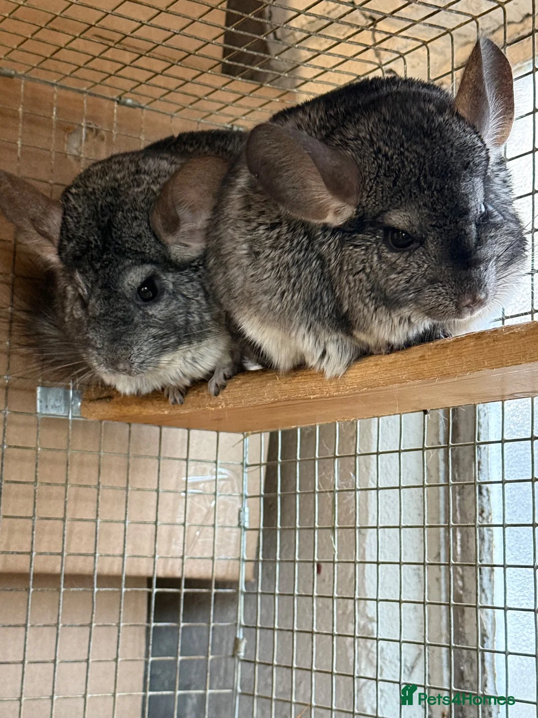Chinchilla rodents for sale: 3 Male Chinchillas Looking for a Loving Home 🐾 in Romford - Advert 2