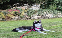 Mixed Breed dogs for sale: Husky crossed - Image 1