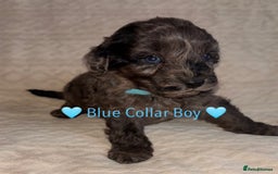 Cavapoo dogs for sale: 🐶 F1 CAVAPOO PUPPIES HEALTH TESTED PARENTS 🐶 - Advert 32