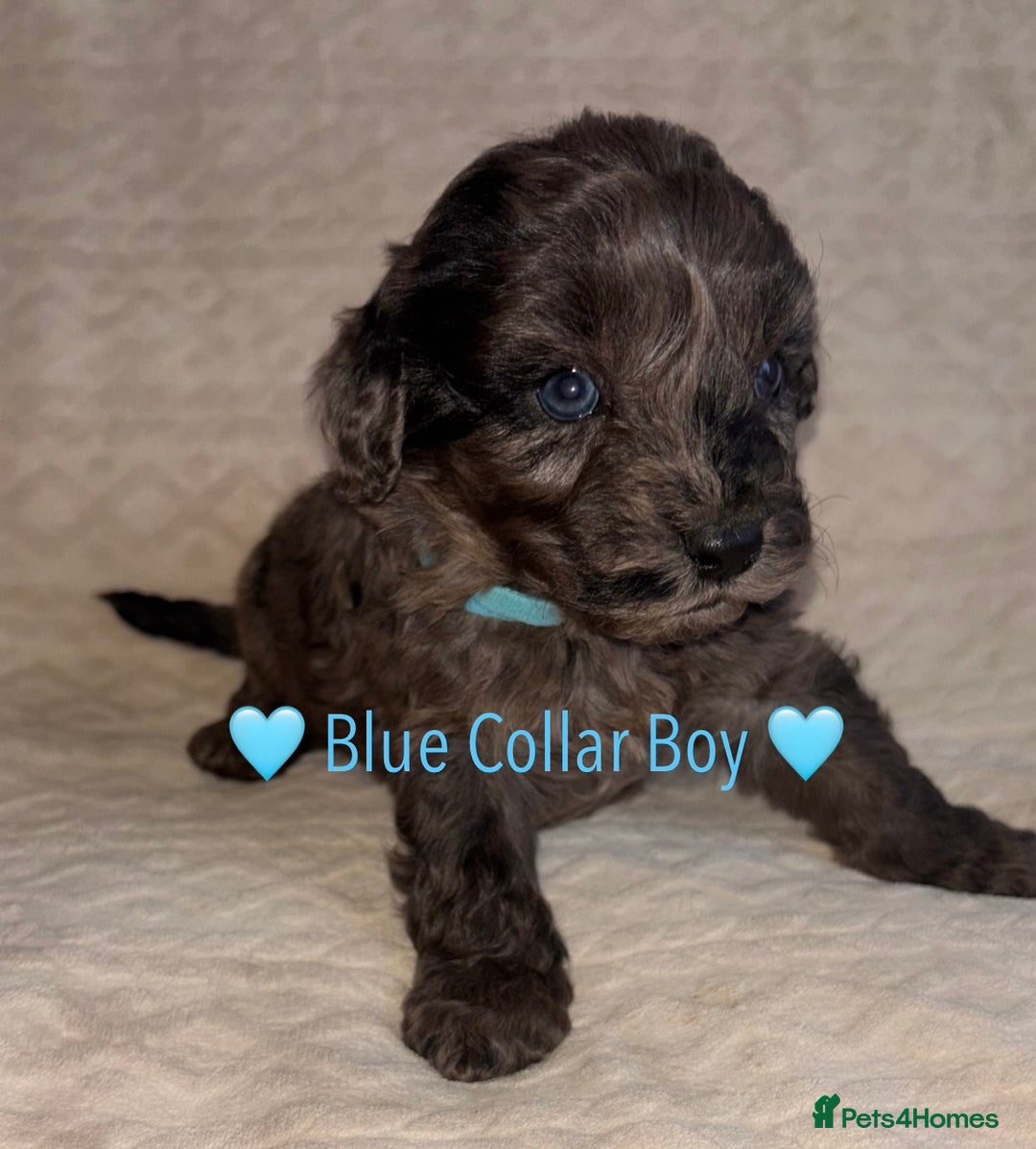 Cavapoo dogs for sale: 🐶 F1 CAVAPOO PUPPIES HEALTH TESTED PARENTS 🐶 - Advert 32