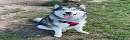 Alaskan Malamute dogs for adoption: Teddy (Alaskan Malamute) in Southampton - Advert 6