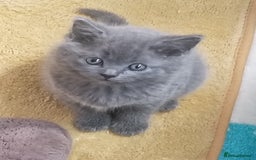 Mixed Breed cats for sale: 2 kittens for sale - Image 1