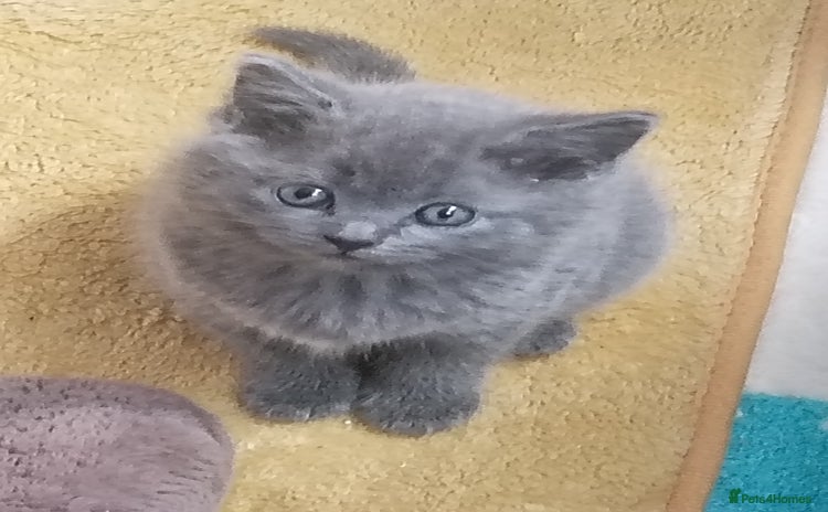 Mixed Breed cats - Advert 1