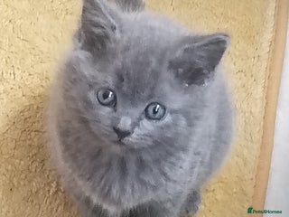 Mixed Breed cats - Advert 1