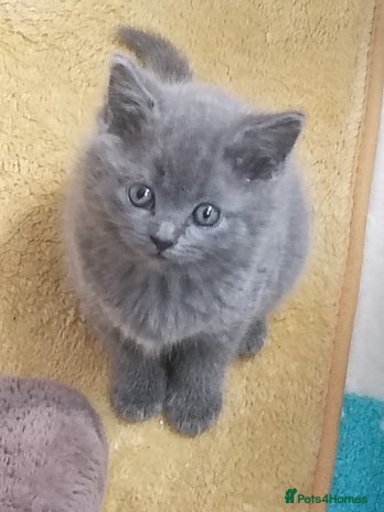 Mixed Breed cats - Advert 1