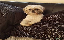 Shih Tzu dogs for sale: 3 Beautiful Shih Tzu girls left 🐶⭐️ - Advert 26