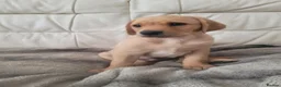 Labrador Retriever dogs for sale: Beautifully Labrador Puppies - Advert 4