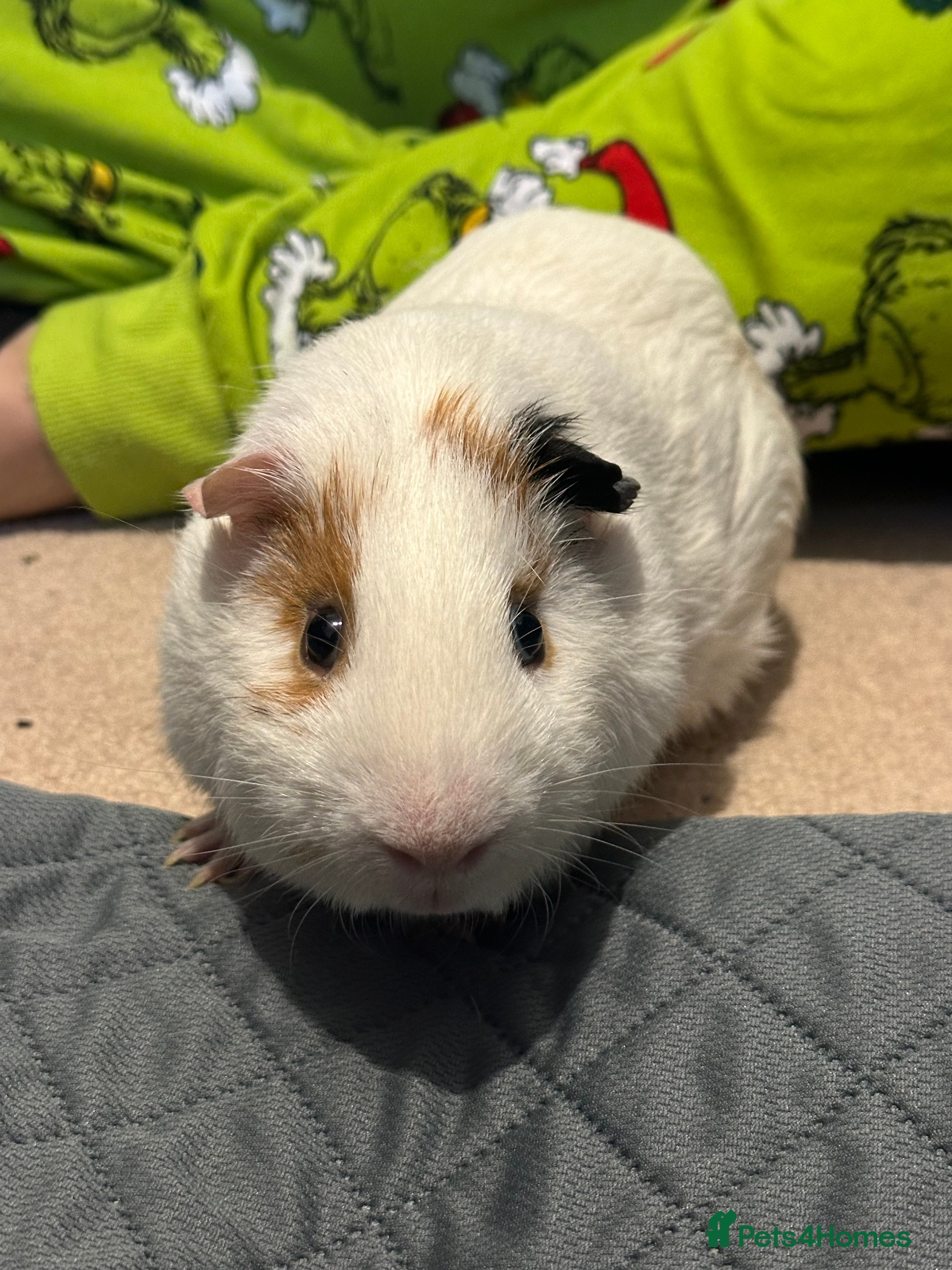 Guinea Pig rodents Male guinea pig. Collection only.  - Advert 9