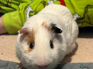 Guinea Pig rodents Male guinea pig. Collection only. - Advert 13