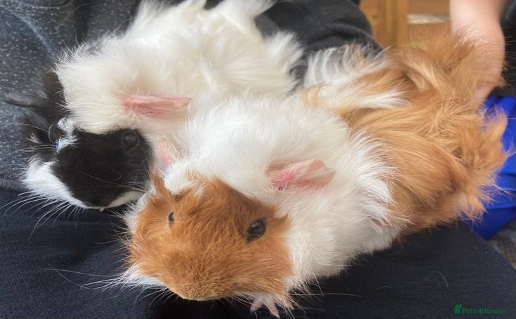 Guinea Pig rodents - Advert 2