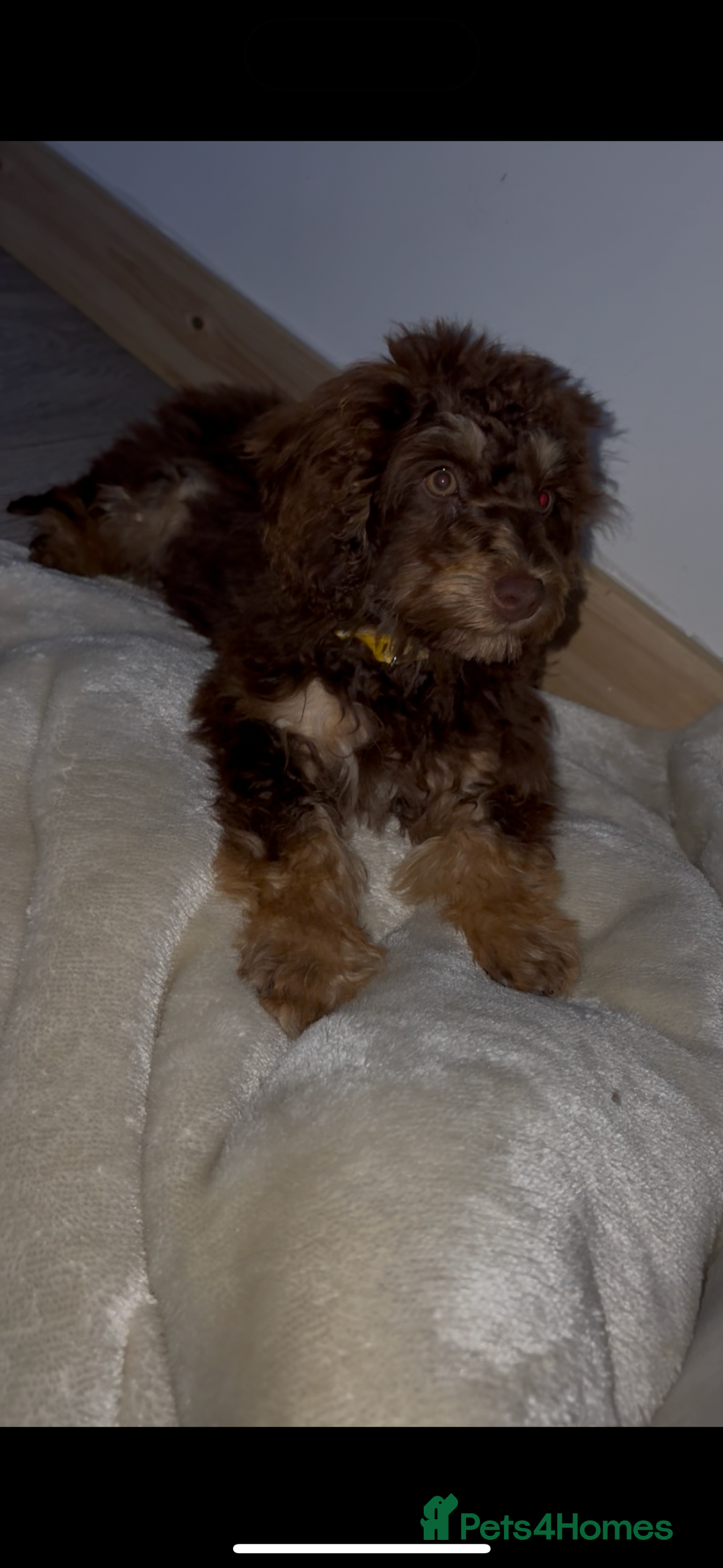 Cockapoo dogs for sale: Quality health tested miniature cockapoo girl! - Image 21