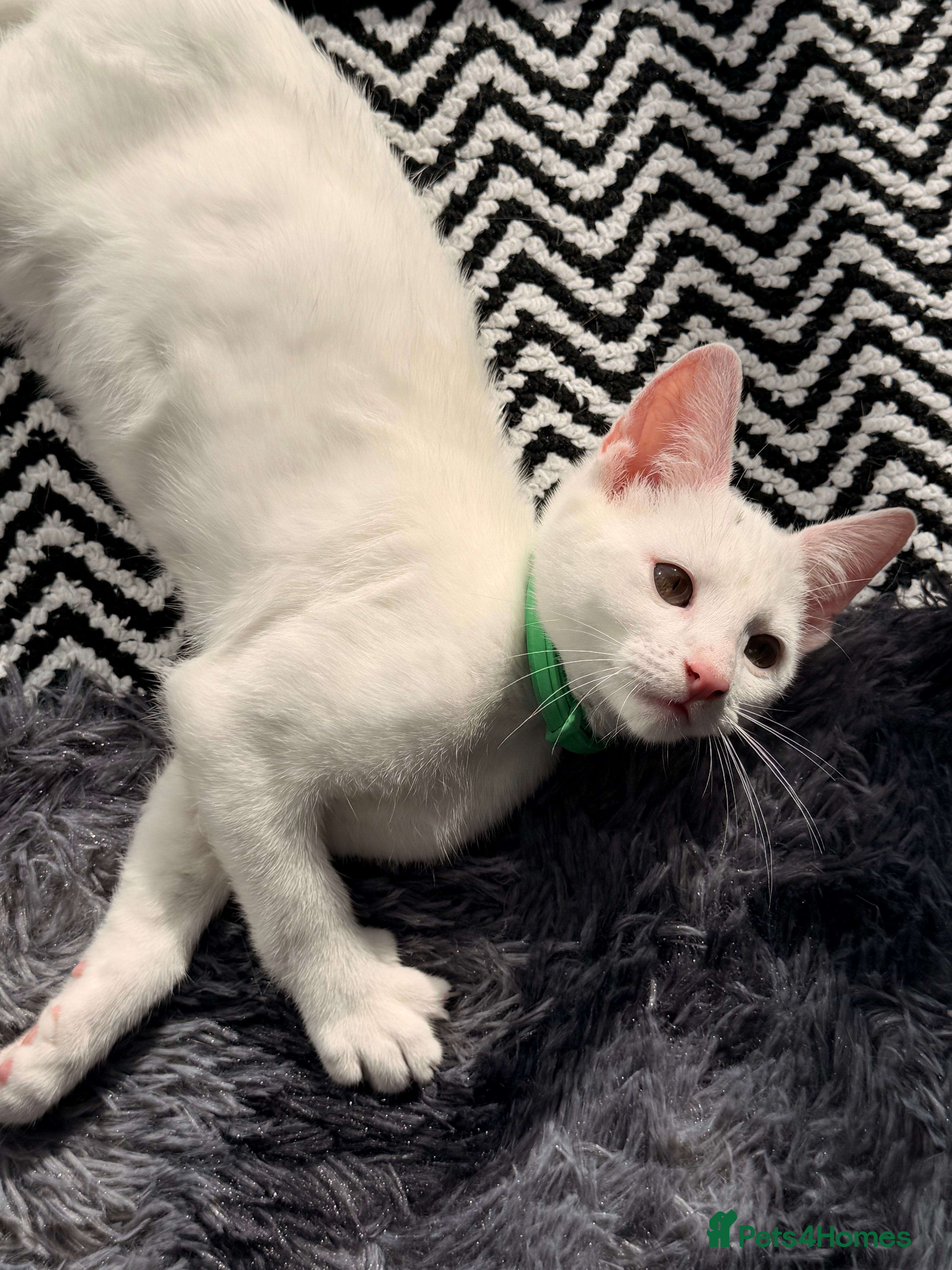 Mixed Breed cats 9 month old Noah - Advert 11