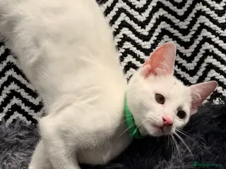 Mixed Breed cats 9 month old Noah - Advert 11