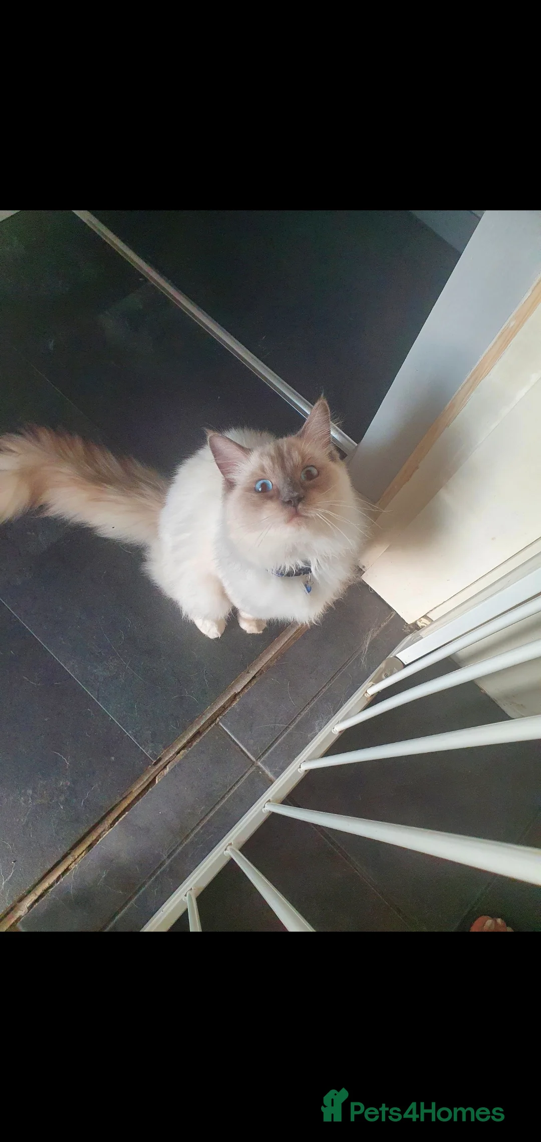 Ragdoll cats for stud: Gccf active large blue mitted ragdoll stud loki in Wakefield - Advert 7
