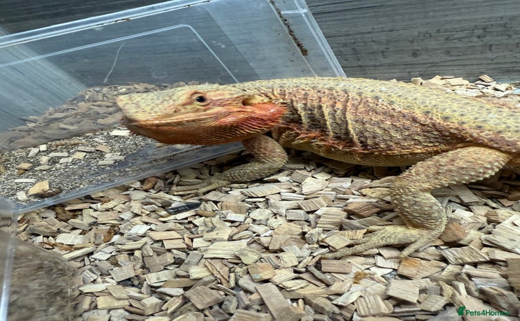 Bearded Dragon reptiles - Advert 8