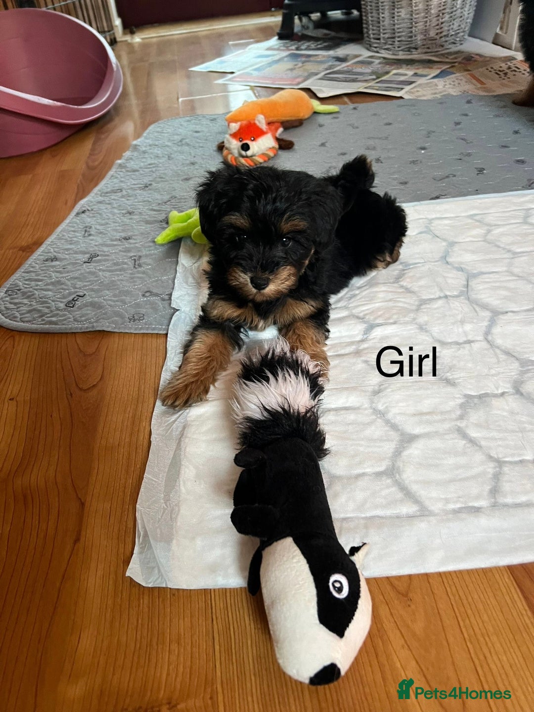 Schnoodle dogs for sale: American Toy Schnoodle Puppies *READY TO GO* - Advert 11