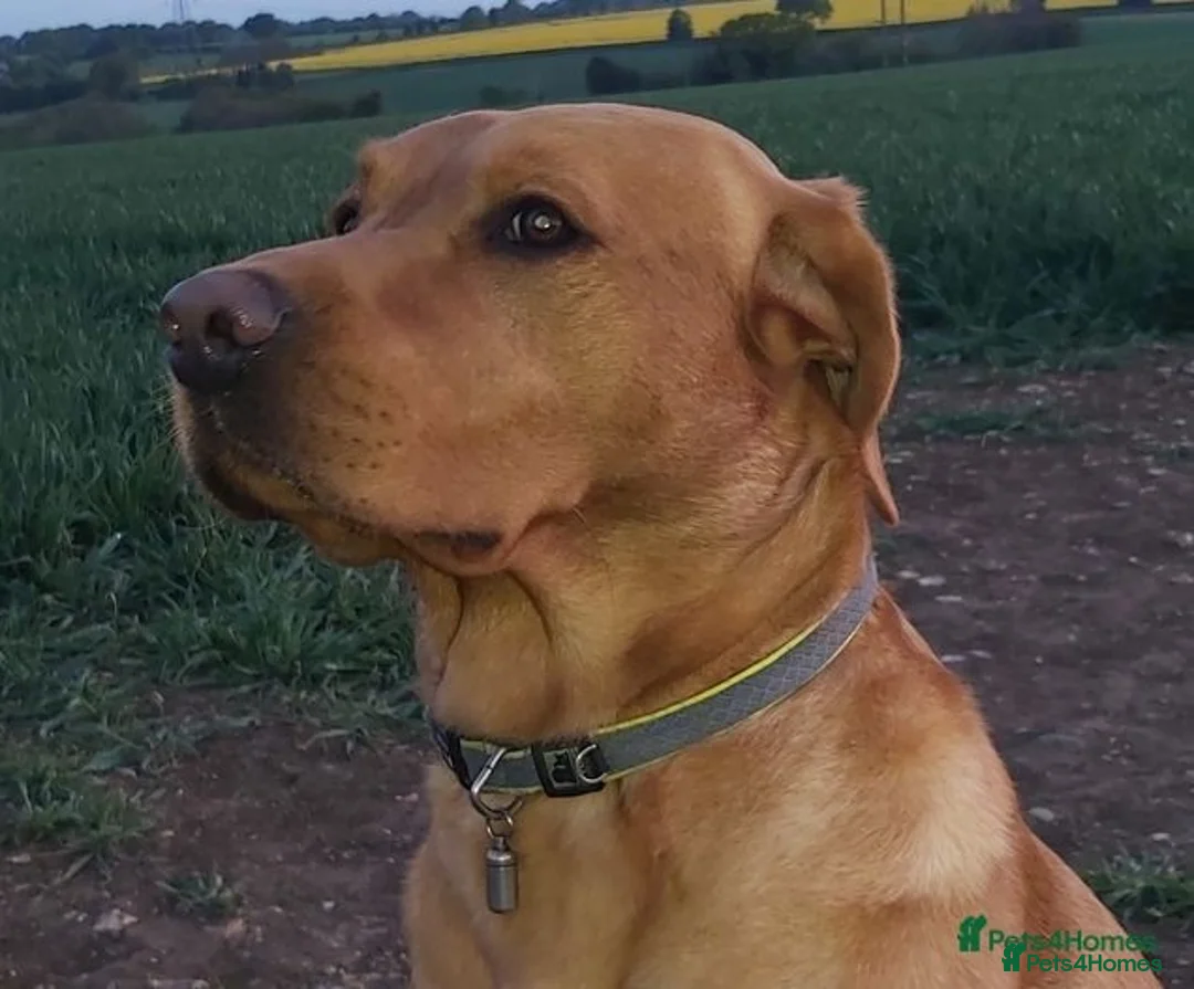 Labrador Retriever dogs for stud: Stunning, well proven KC fox red Lab for stud. in St Albans - Advert 2