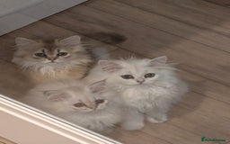 British Longhair cats for sale: TICA REGISTERED British longhair champion breed - Image 4