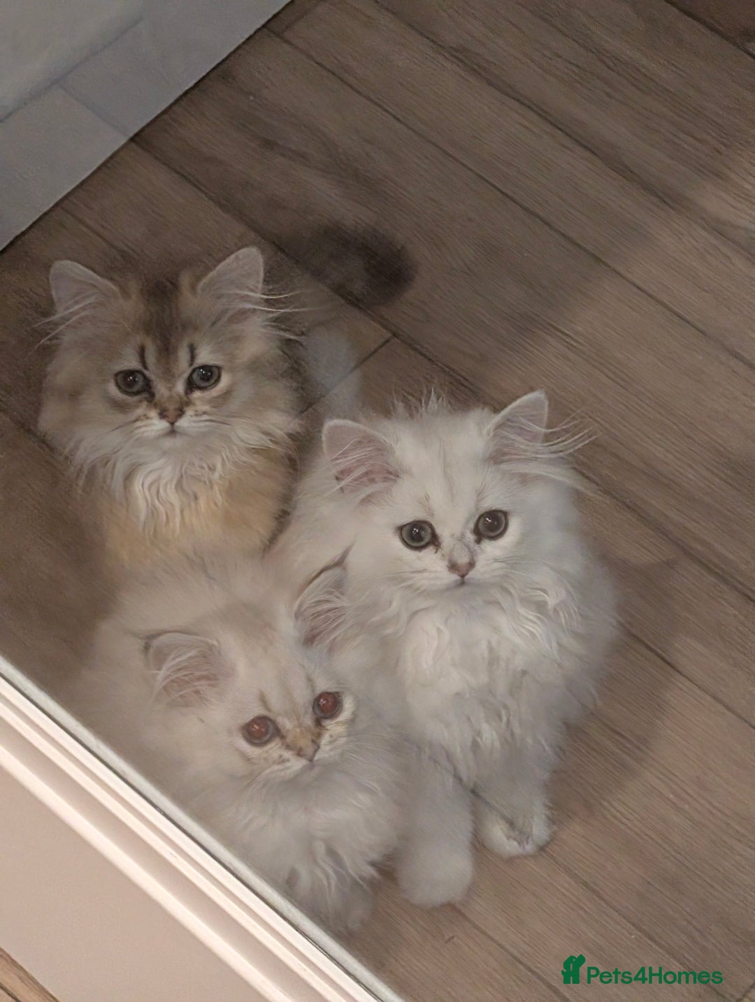 British Longhair cats for sale: TICA REGISTERED British longhair champion breed - Image 4