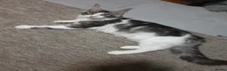 Maine Coon cats for sale: Tica registered ready now - Advert 1