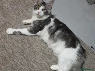 Maine Coon cats Tica registered ready now - Advert 1