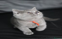 British Shorthair cats for sale: ✨️Outstanding GCCF Grand Chmp Line BSH ❤️ - Image 23