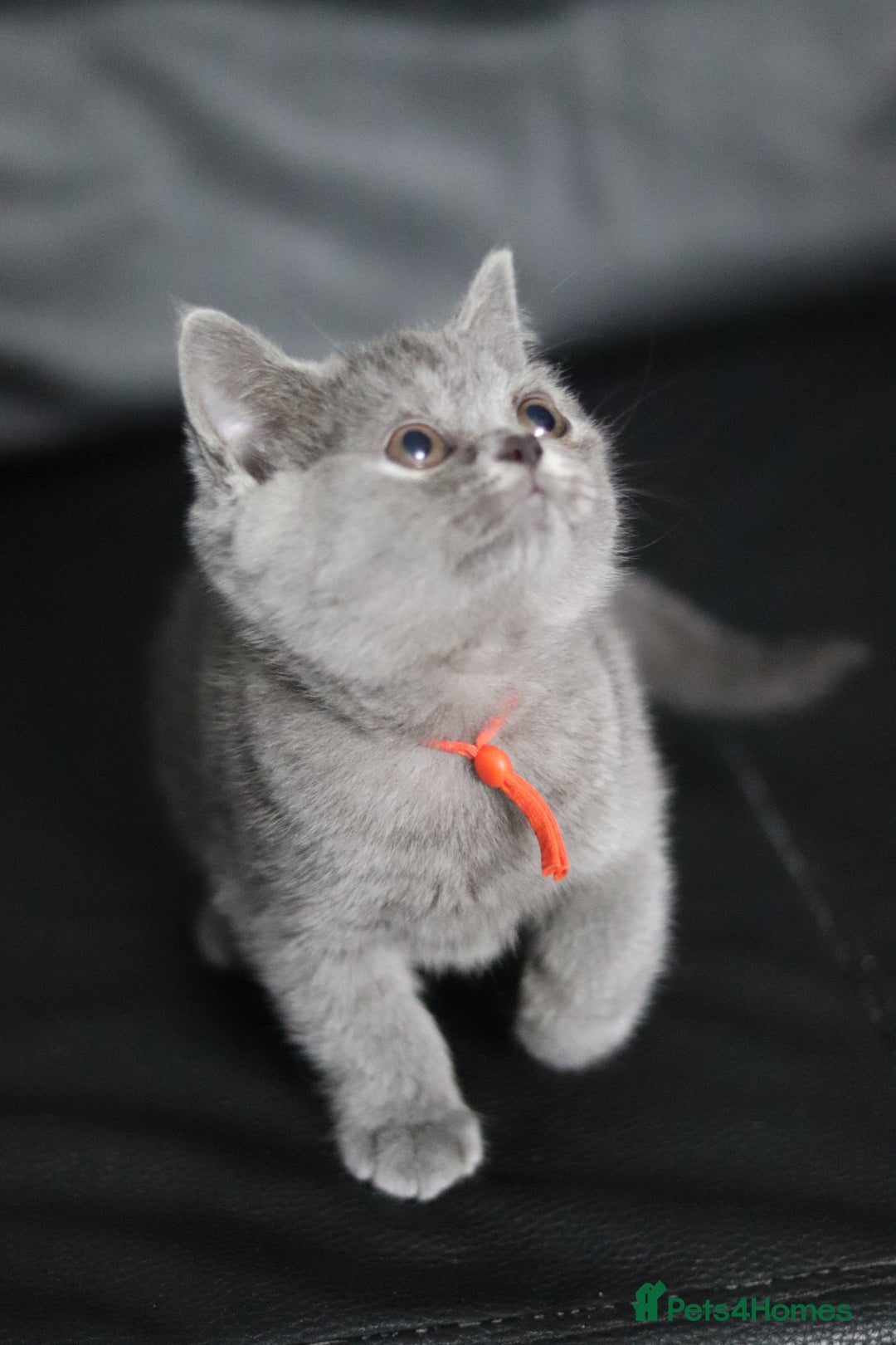 British Shorthair cats for sale: ✨️Outstanding GCCF Grand Chmp Line BSH ❤️ - Image 23